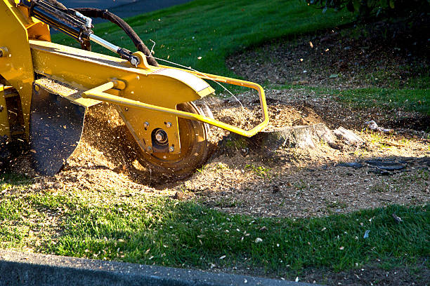 Professional Tree Removal in Waverly, OH